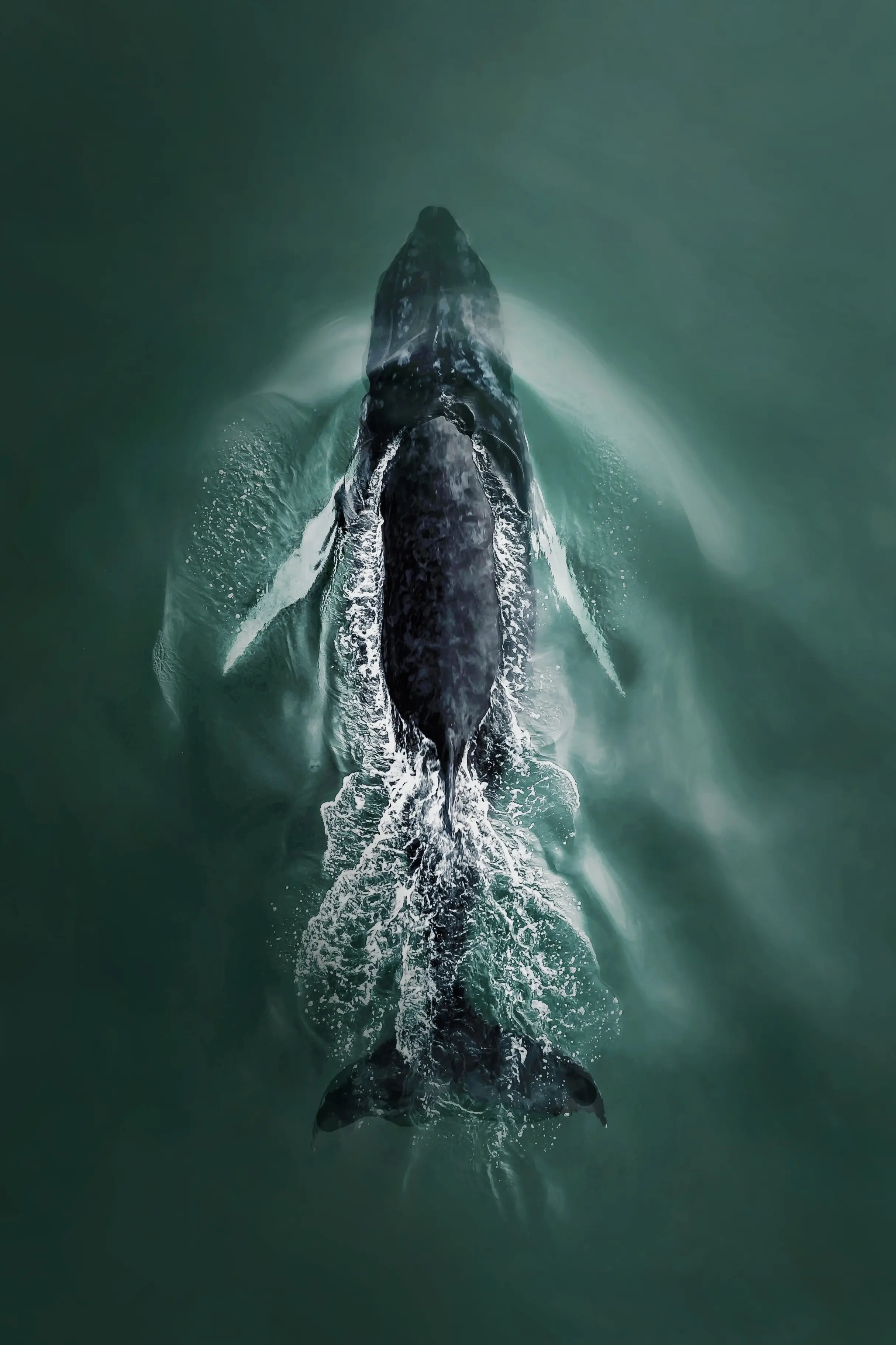 We are proud to announce the winners of Marinalife’s 2023 Photo Contest. Thank you to everyone who participated.